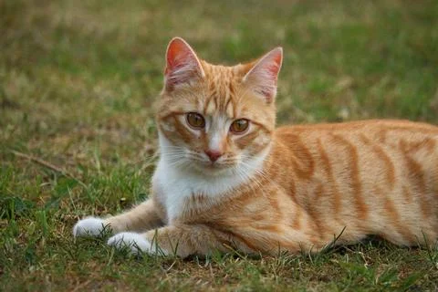 Cute cat lying on the grass Stock Photos
