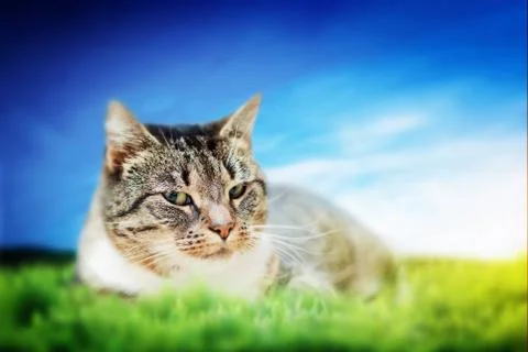 Cute cat lying on green spring grass on sunny day. colorful, vibrant composit Foto stock