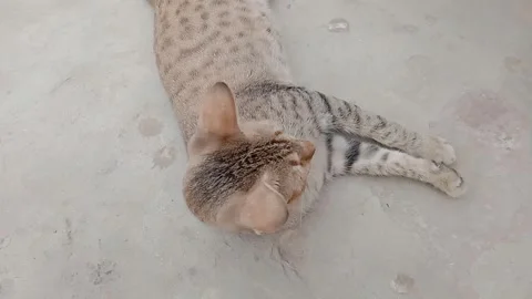 Cute Cat Lying on the Ground Video stock 347489112