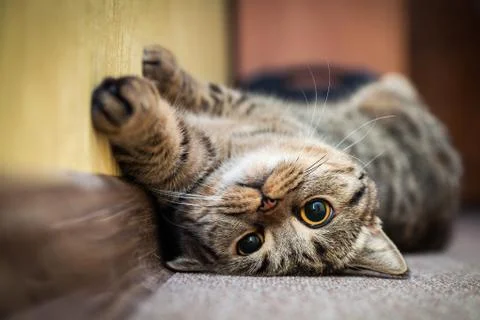 Cute cat lying on his back  the carpet. Breed British mackerel with yellow eye Stock Photos