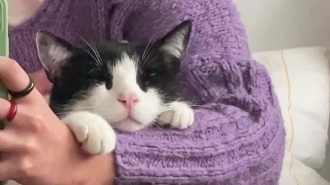 Cute Cat Lying On Its Owners Lap Stock Footage 194006691