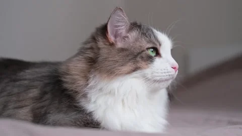 A cute cat lying on large bed in a sleeping room. Stock Footage 263449731