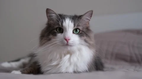 A cute cat lying on a large bed in a sleeping room. Stock Footage 263449732