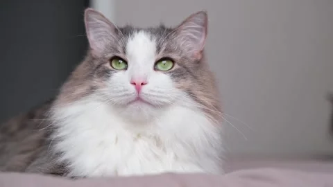 A cute cat lying on a large bed in sleeping room. Stock Footage 263449736
