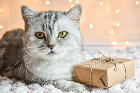 Cute cat is lying next to a Packed gift on the background of bokeh Stock Photos