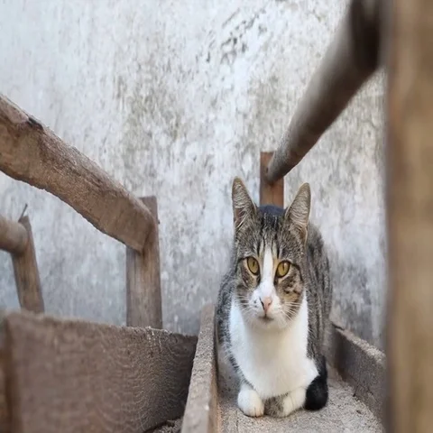 Cute cat lying outdoors Stock Footage 69719969