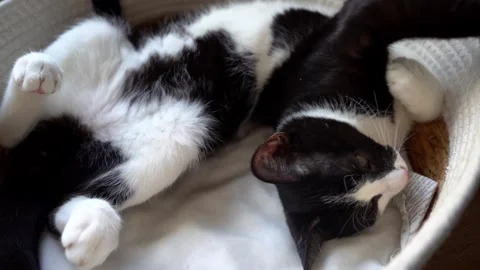 Cute cat lying in pet bed and stretching while resting, cozy home atmosphere Stock Footage 317110070