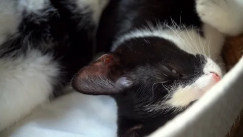 Cute cat lying in pet bed and stretching while resting, cozy home atmosphere Stock Footage 317110100