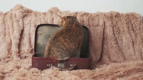 Cute cat lying in a small suitcase. Stock Footage 165620303