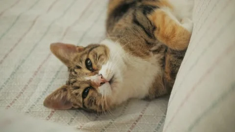 Cute cat lying on sofa in living room. Concept of pets. Stock Footage 229715123