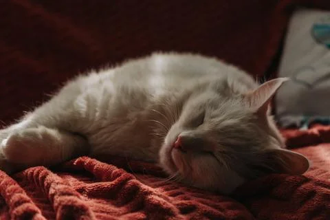 Cute cat lying on the sofa Stock Photos