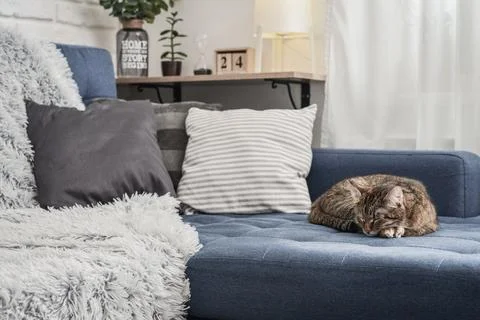 Cute cat lying on a sofa Stock Photos
