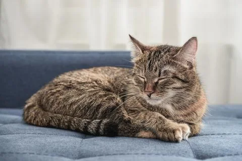 Cute cat lying on a sofa Stock Photos