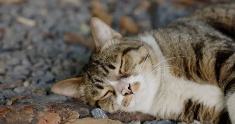 Cute cat is lying on stone floor in garden happy good health. and beautiful fur. Stock Footage 168312429