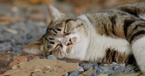 Cute cat is lying on stone floor in garden happy good health. and beautiful fur. Stock Footage 168312776