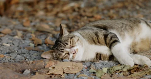 Cute cat is lying on stone floor in garden happy good health. and beautiful fur. Vídeo Stock 168312995