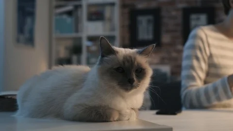 Cute cat lying on the table and woman reading magazines Stock Footage 89834693