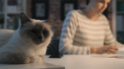 Cute cat lying on the table and woman reading magazines Stock Footage 89834754