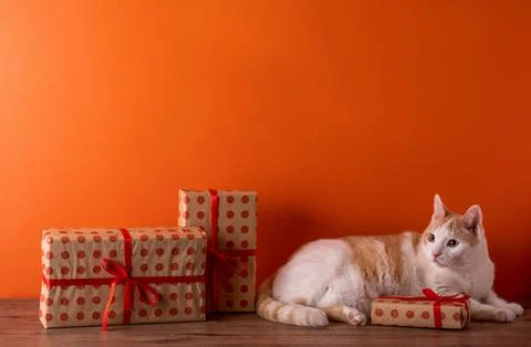 Cute cat lying on table between polka dot present boxes against orange wall Stock Photos