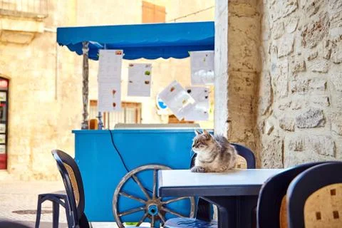 A cute cat lying on a white table. Fast food cart Stock Photos
