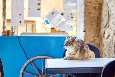 A cute cat lying on a white table. Fast food cart Stock Photos