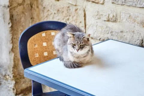 A cute cat lying on a white table Stock Photos