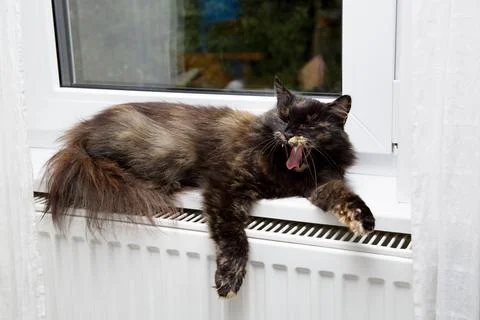 A cute cat is lying on a window sill on a warm radiator and yawning after awa Stock Photos