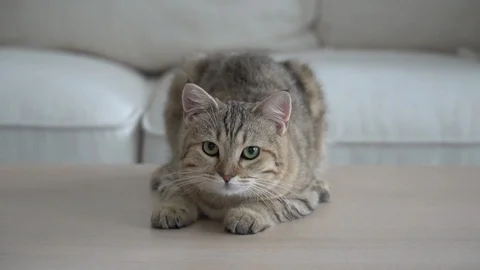 Cute cat lying on wooden table in living room slow motion Stock Footage 94708929