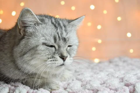 Cute cat Napping on the beach against the background of Christmas lights. Stock Photos