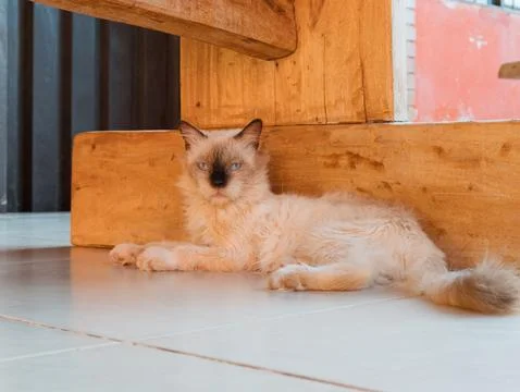 Cute cat napping under rustic wooden beam on tiled floor Stock-Fotos