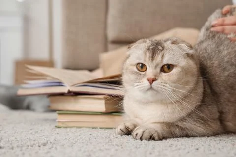 Cute cat near stack of books at home Stock Photos
