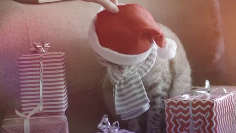 A cute cat in a New Year's hat sits among boxes with gifts Stock Footage 220930769