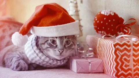 A cute cat in a New Year's hat sits among boxes with gifts Stock Footage 220930825