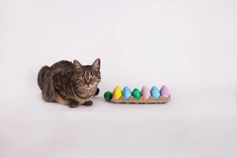 Cute cat next to carton of Easter eggs Stock Photos