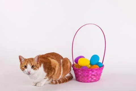 Cute cat next to a colorful Easter egg basket Stock Photos