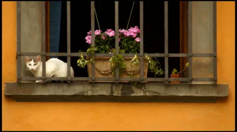 Cute cat next to window in old town Stock Footage 25629947