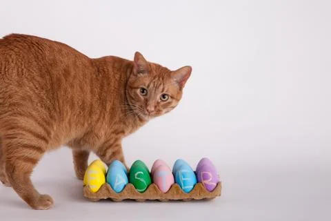 Cute cat pastel colored Easter eggs with Easter written in chalk Stock Photos