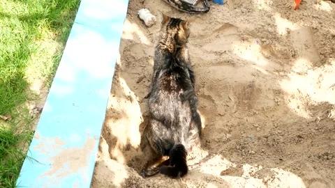 Cute cat peeing in the children's sandbox. The cat pees in the sand. Stock Footage 246079267
