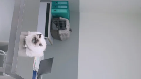 Cute cat at the pet clinic Stock Footage 128797161