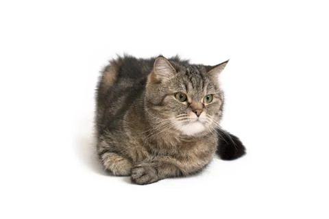 Cute Cat Stock Photos