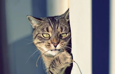 Cute cat Stock Photos