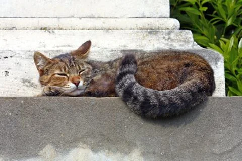 Cute cat Stock Photos