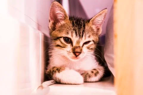 Cute cat Stock Photos