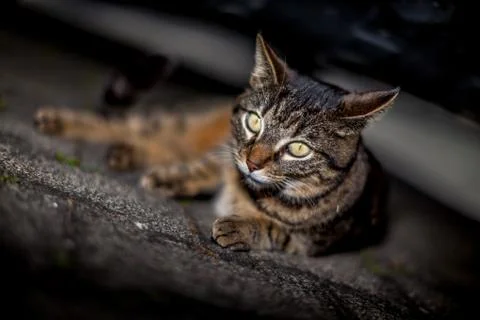 Cute Cat 스톡 사진