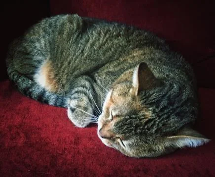 A cute cat Foto stock