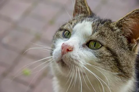 Cute cat Stock Photos