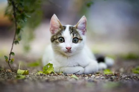 Cute cat 库存照片