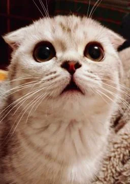 Cute cat Stock Photos