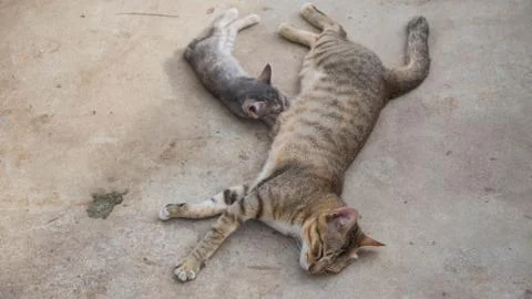 Cute Cat Stock Photos