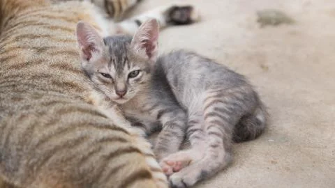 Cute Cat Stock Photos